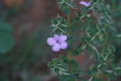 Barleria mysorensis